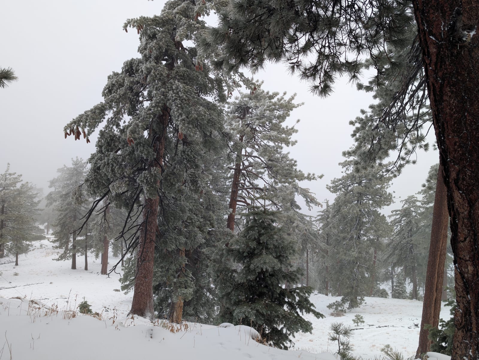 WhatsApp Image 2026-02-17 at 10.19.02 AM